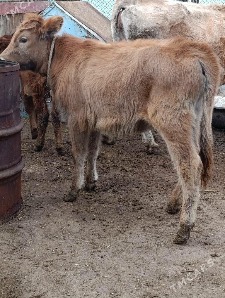 şwes yerli tohum tuwe - Gökdepe - img 1