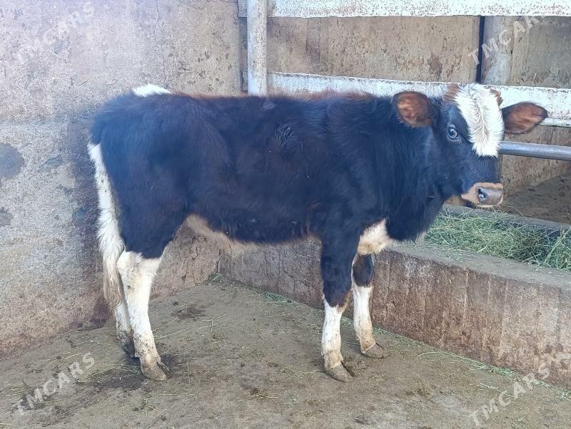 okuzler - Bagyr - img 1