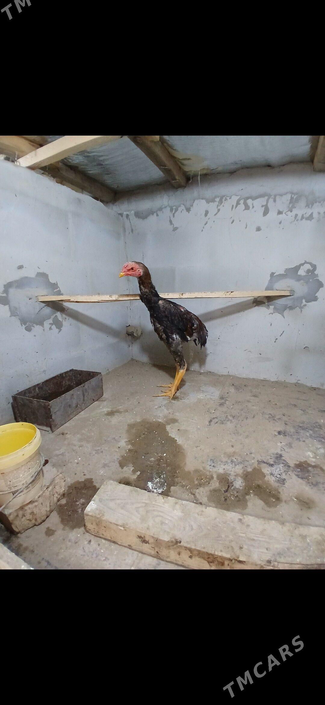 TASKENT HORAZ JUŸJE - Ялкым - img 1