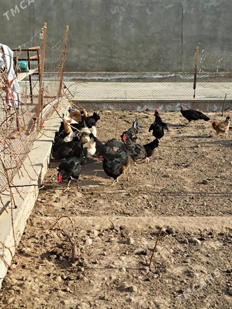 инкубатор учин юмуртга - Türkmenabat - img 1