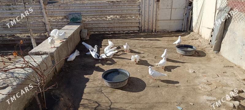 Ak kepderiler - Esenguly - img 1