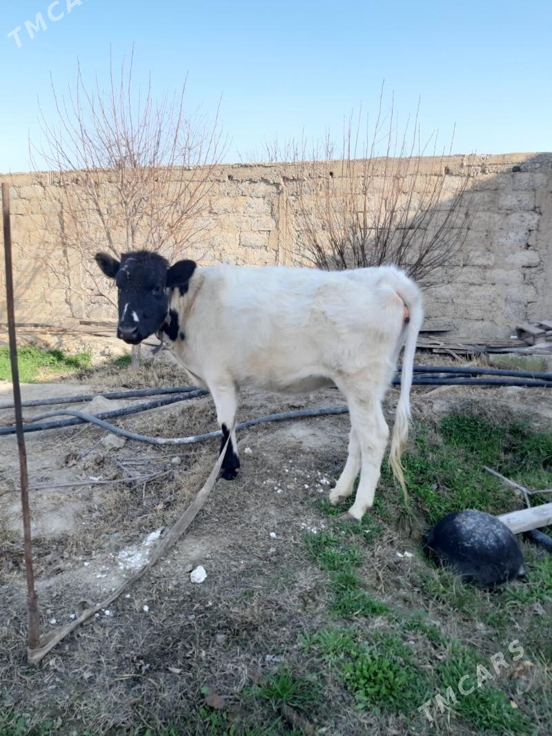 Tüwe - Gökdepe - img 1