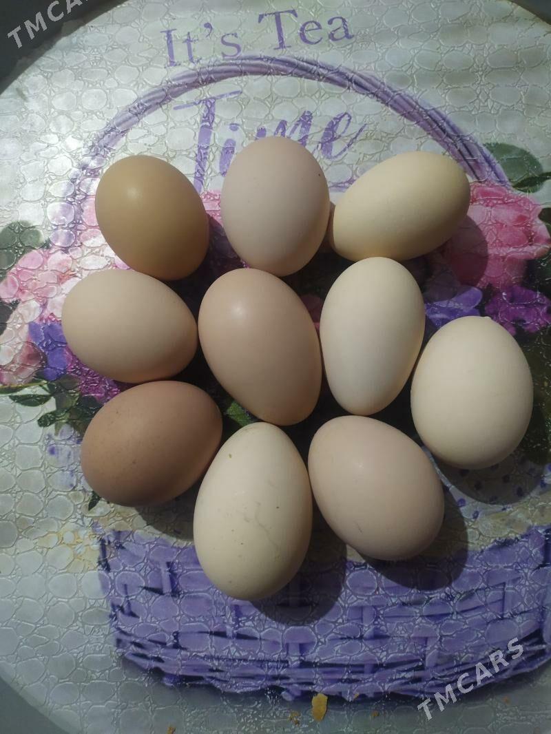 Paroda Tawuk yumurtga - Jebel - img 1