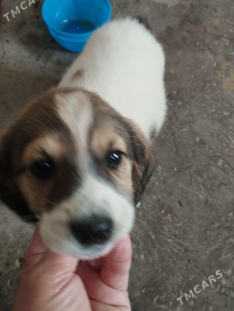 щенок. - Туркменабат - img 1