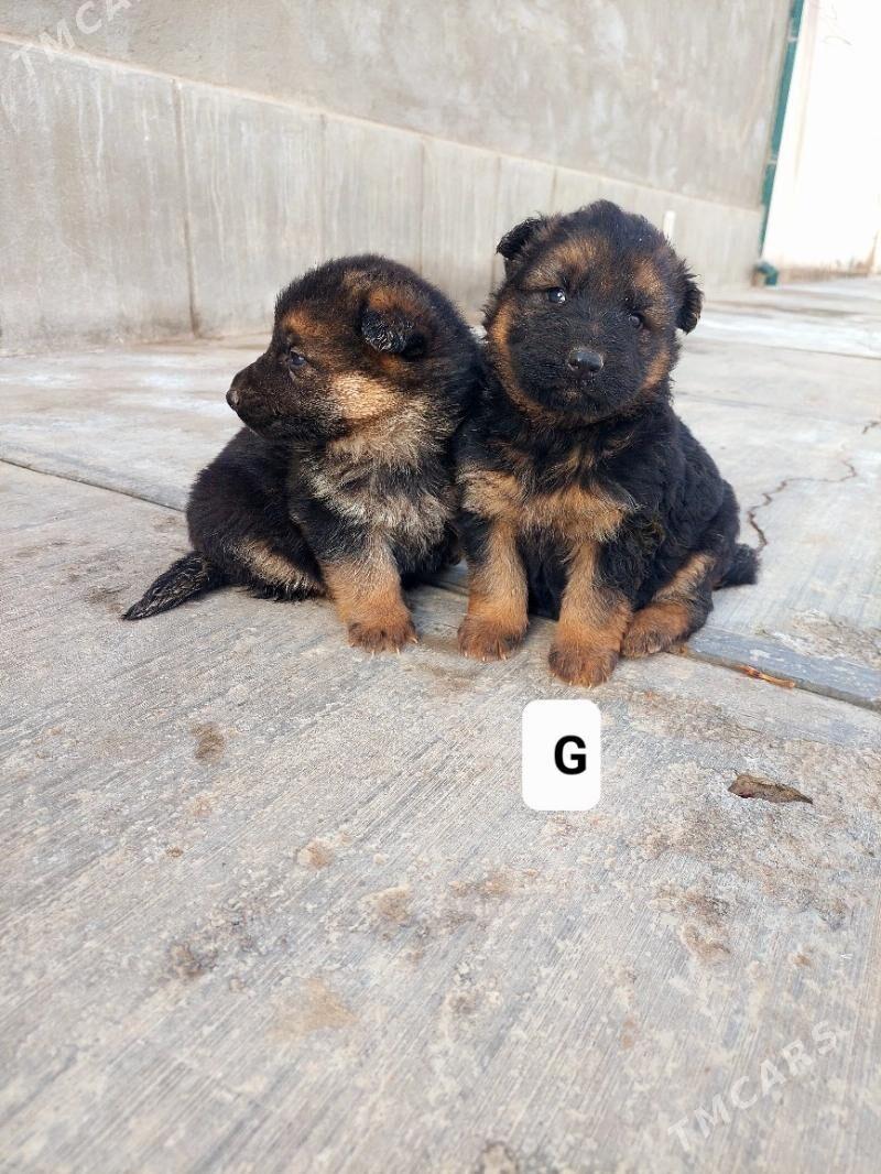 Nemetski afçarka - Дашогуз - img 1