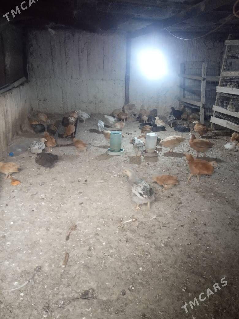 juje - Ak bugdaý etraby - img 1