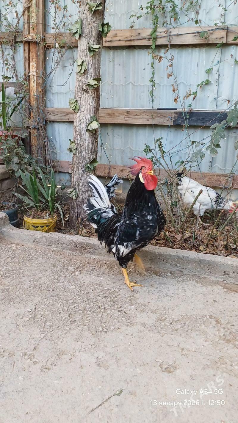 Legorin horoz. - Balkanabat - img 1