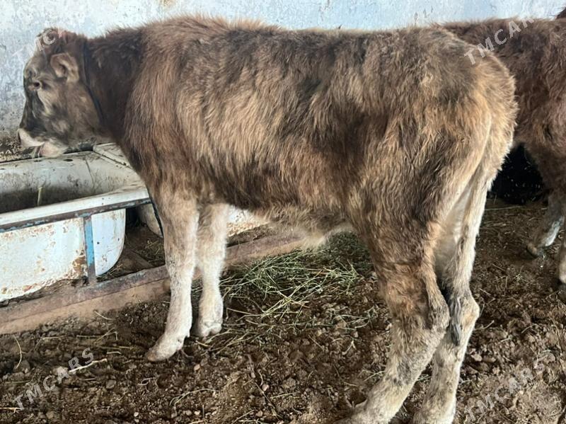 Ökuzceler - Aşgabat - img 1