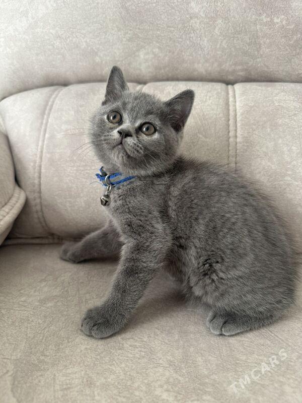 Британские котята - Гуртли - img 1