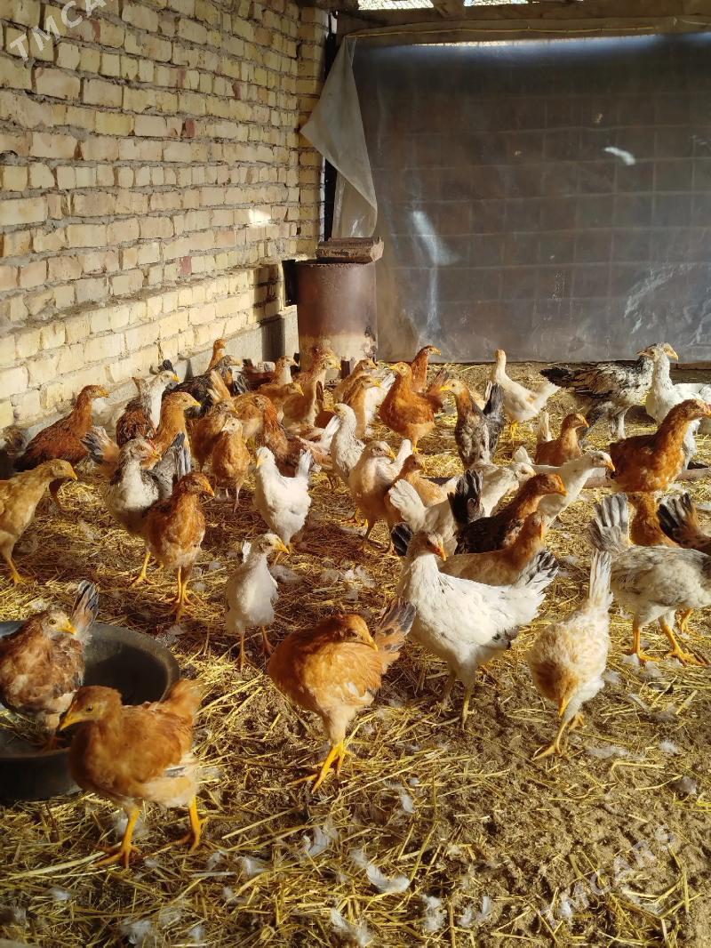 ТОВУК ЖУЙЖЕ - Чарджоу - img 1