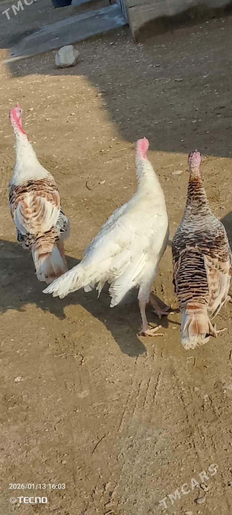 induh - Гумдаг - img 1