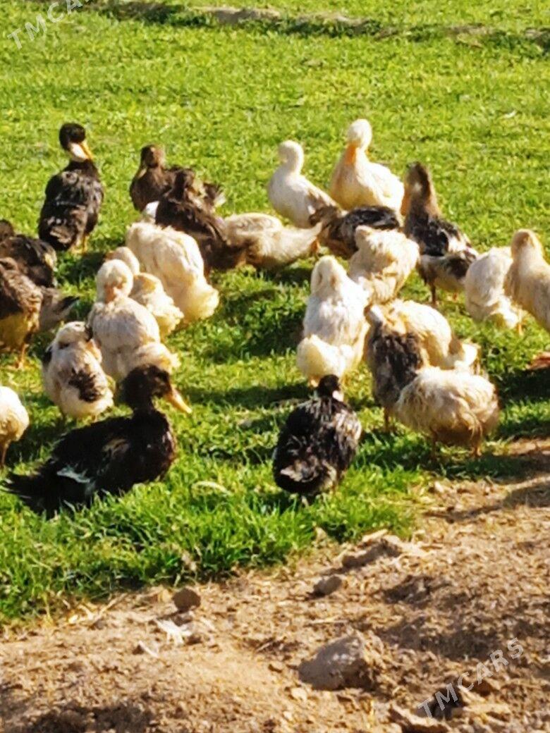 Ýaşylbaś - Murgap - img 1