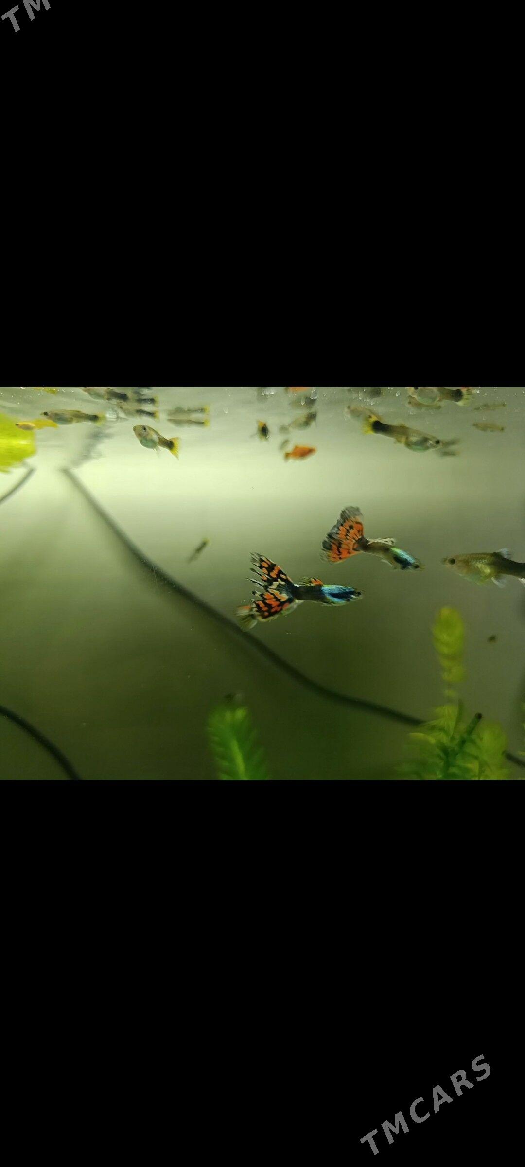 неоновые гуппи - Туркменбаши - img 1