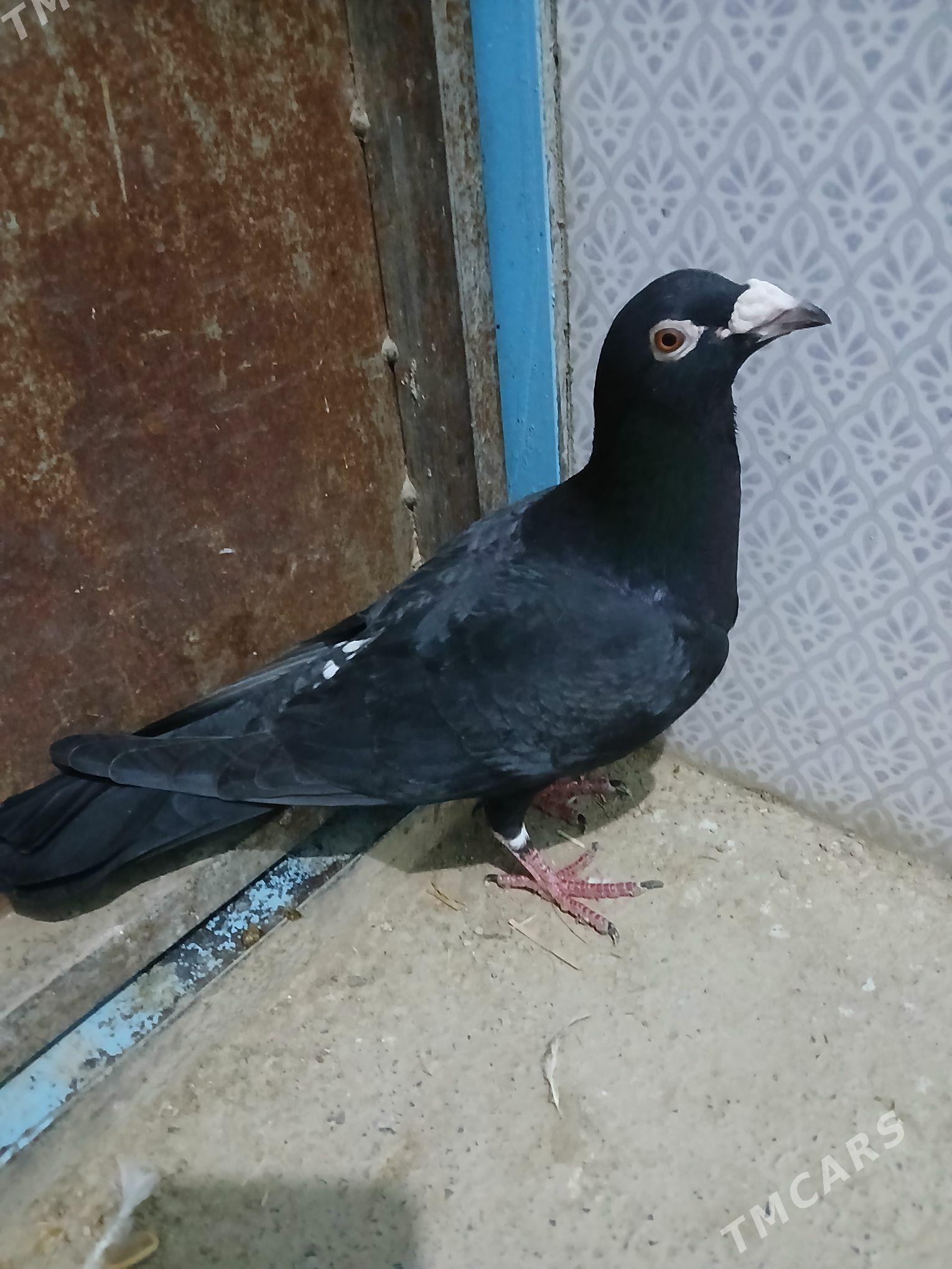 kepderi - Gyzylarbat - img 1