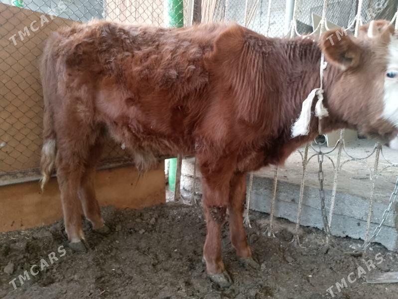 Okuz - Ашхабад - img 1