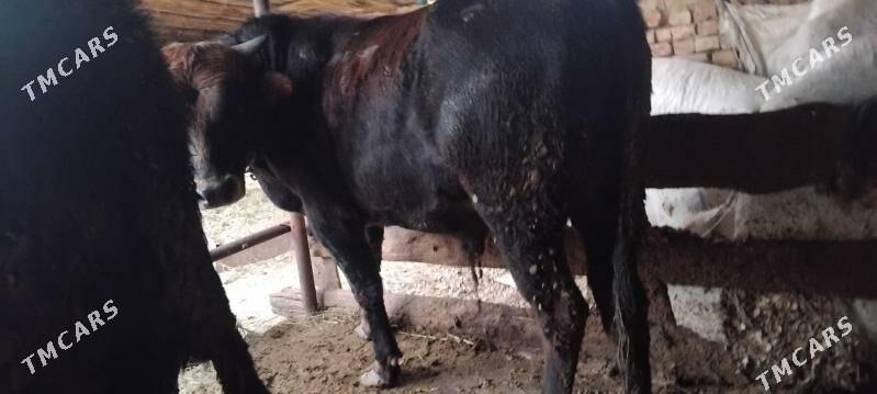 öküz - Babadaýhan - img 1