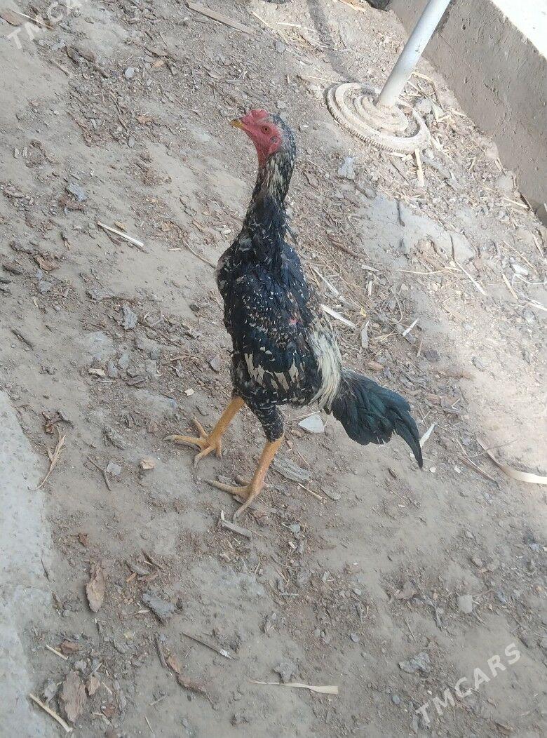 Horaz - Туркменабат - img 1