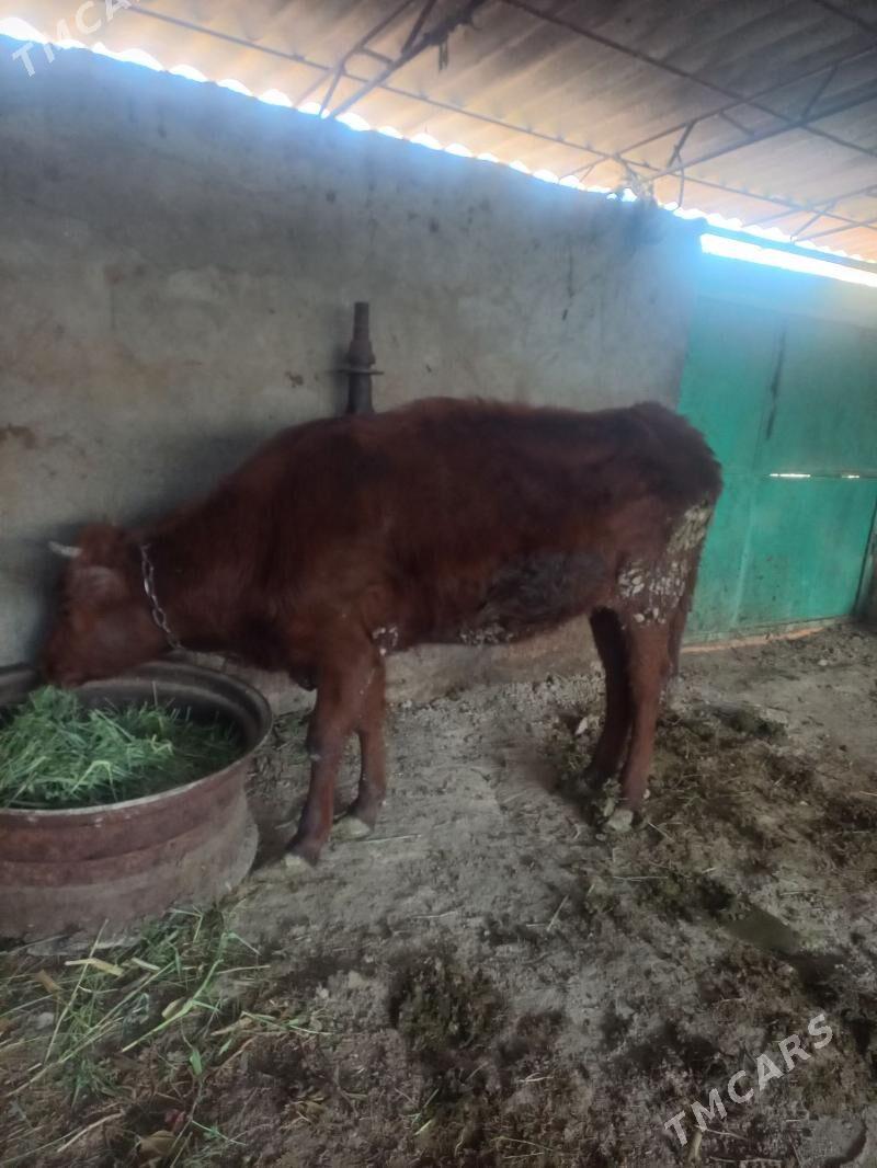 tuwe - Ýaşlyk - img 1