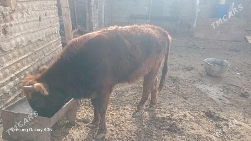 Gacar - Гумдаг - img 1