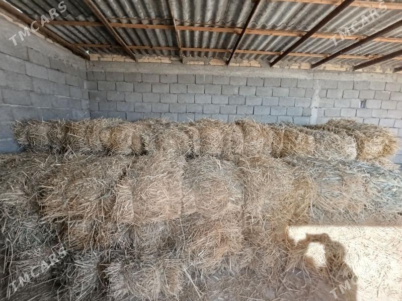 gamyşly saman - Gökdepe - img 1