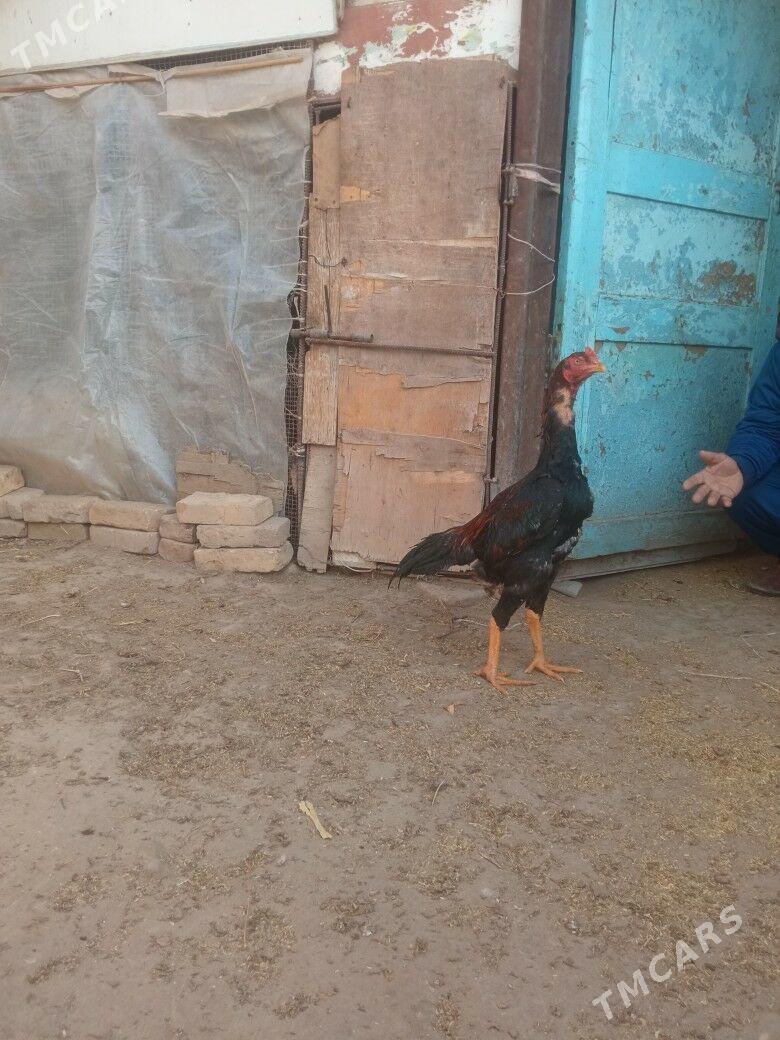 horaz - Farap - img 1