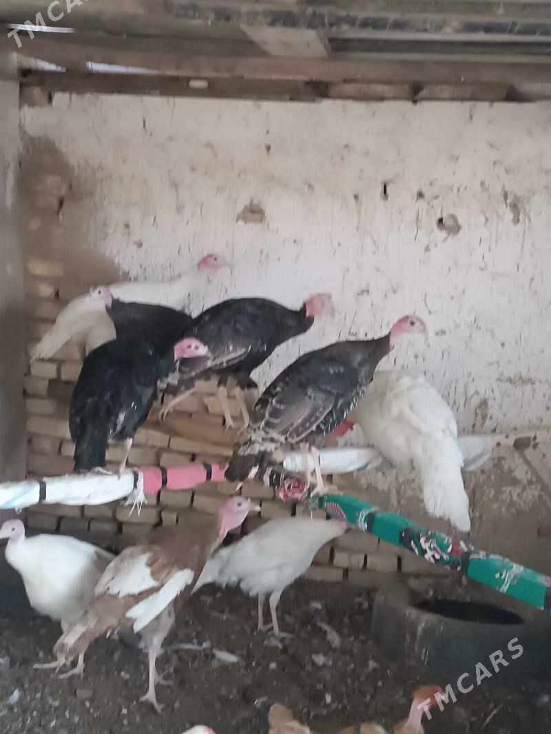 induk - Мары - img 1