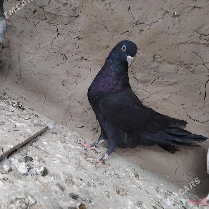 kepderi - Мары - img 1