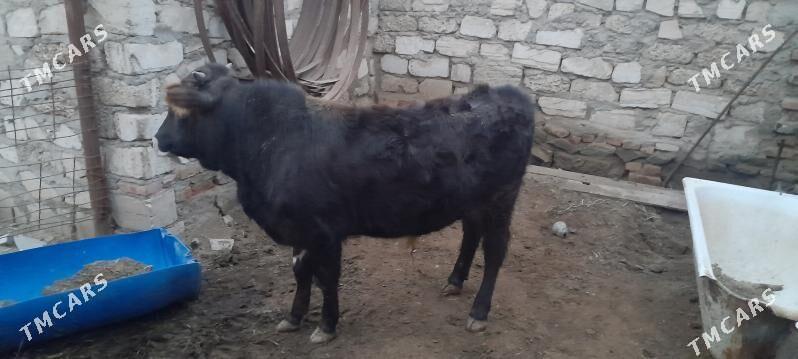 Öküz - Берекет - img 1