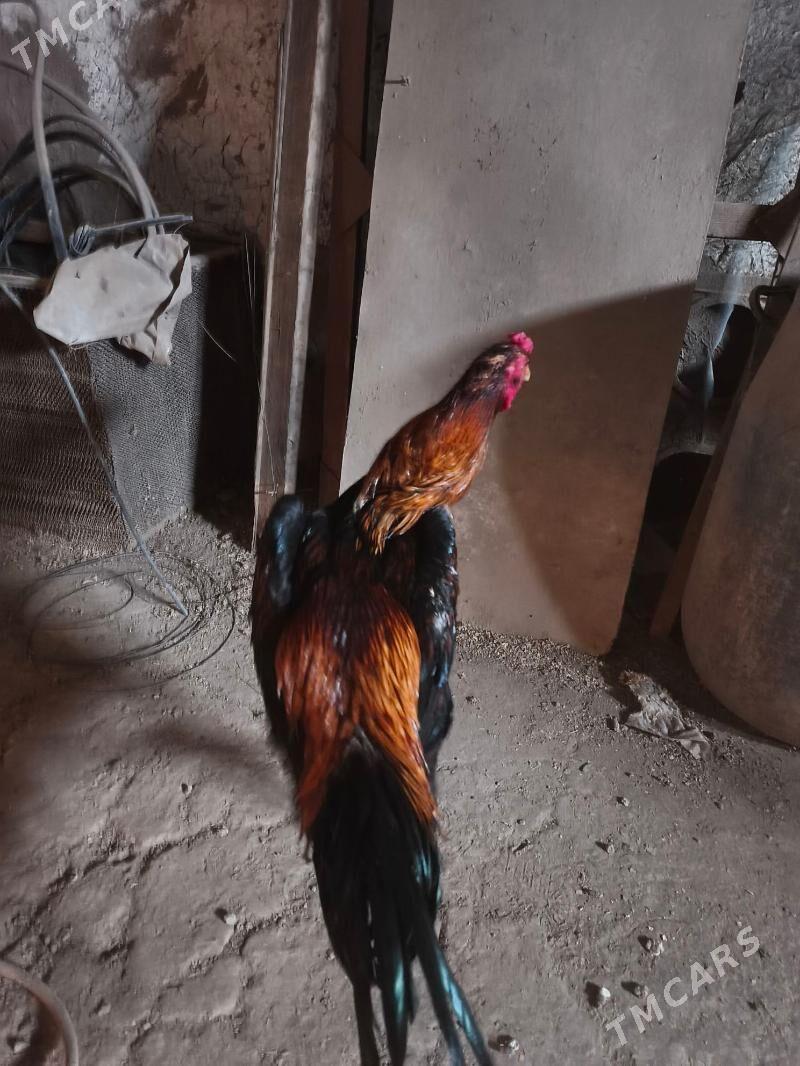 horaz - Daşoguz - img 1