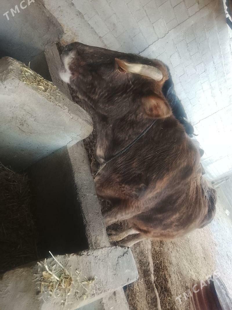 sygyr - Bäherden - img 1