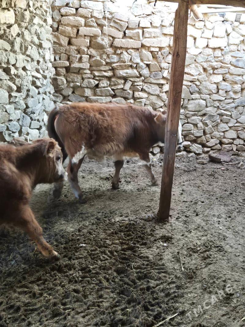 Okuz - Bereket - img 1