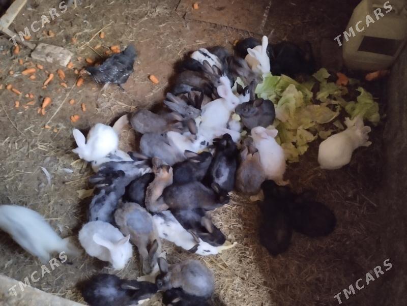 кролики - Mary - img 1