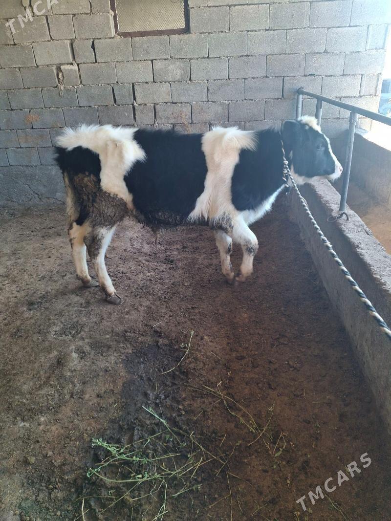 ala okuz - Gökdepe - img 1