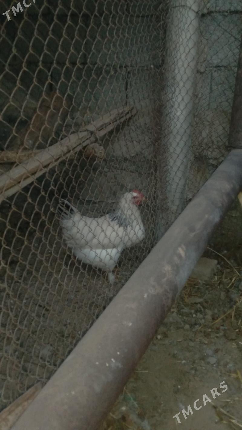 Towuk Brama - Гёкдже - img 1