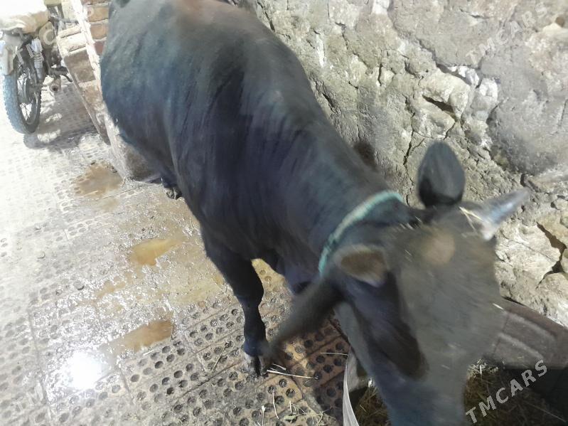 okuz - Гызыларбат - img 1