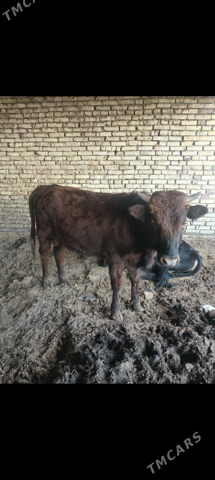 okuz - Wekilbazar - img 1