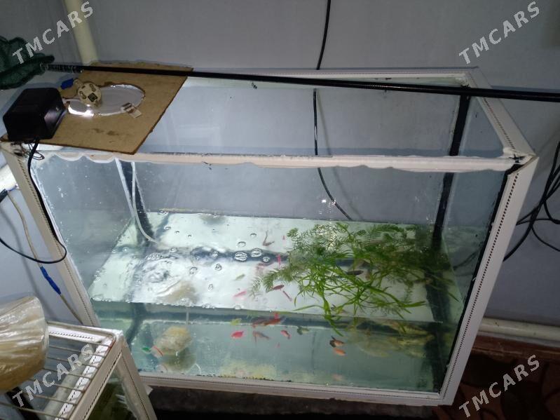 akvarum - Дашогуз - img 1