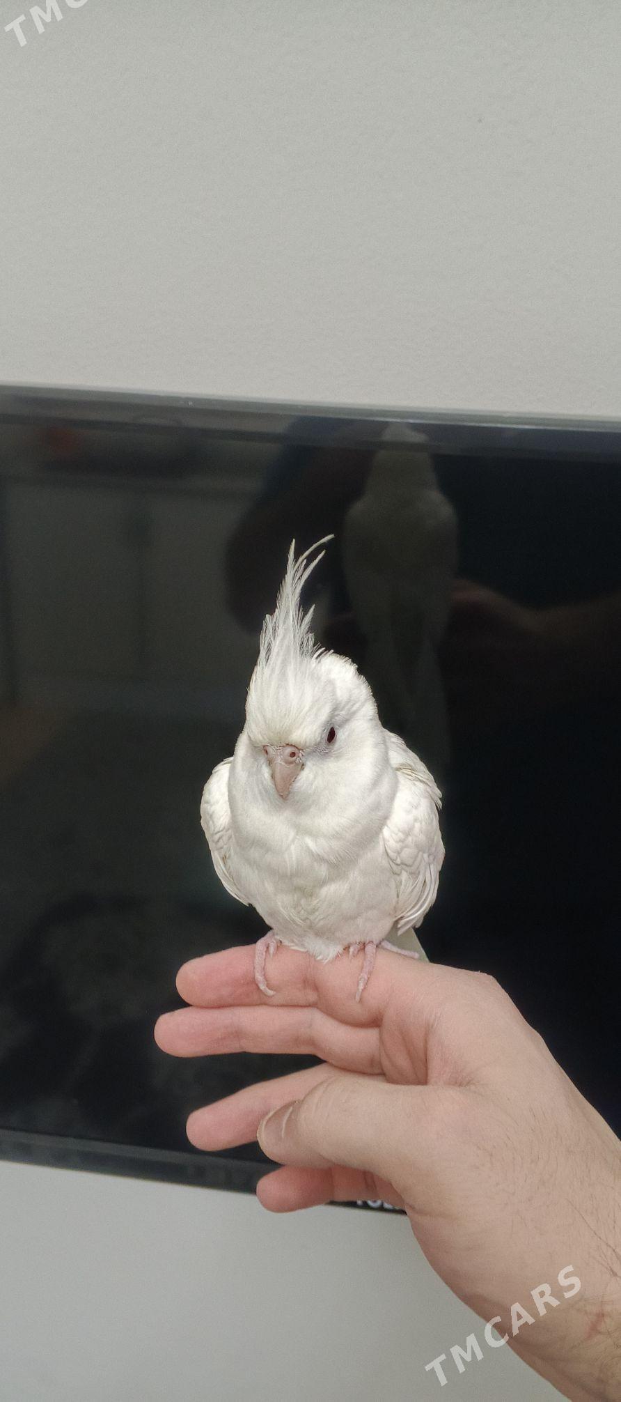 Karella Pabugaý - Ашхабад - img 1