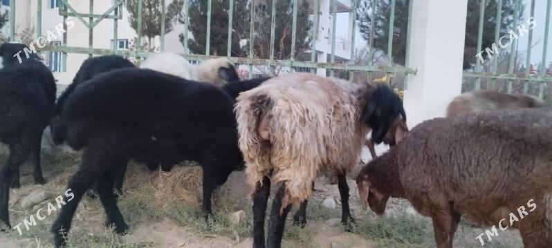 goyunlar. - Mary - img 1