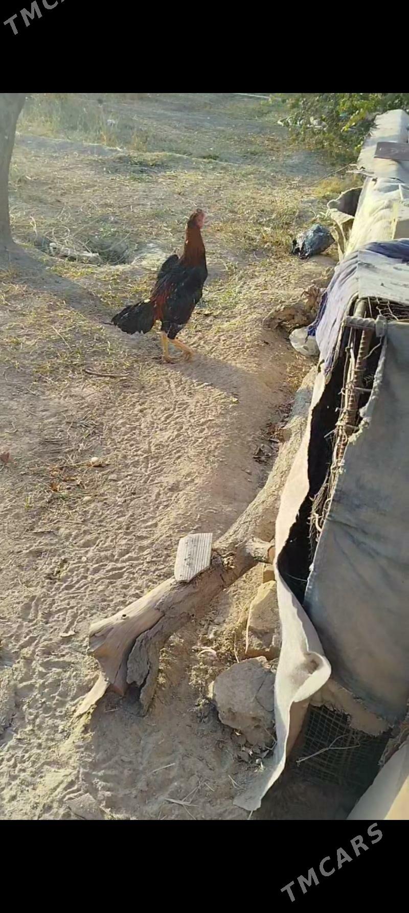 Bayes Horaz - Керки - img 1