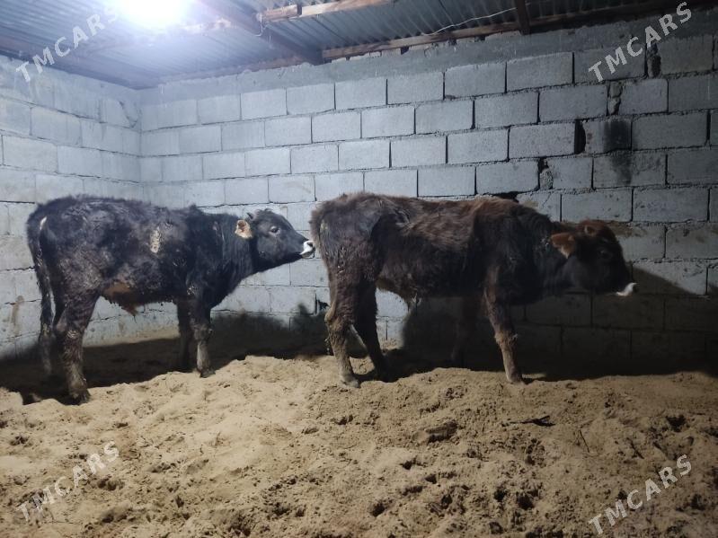 2 okuz - Гёкдепе - img 1