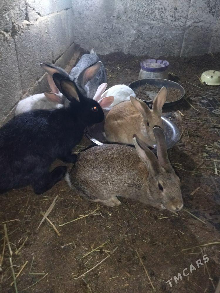 Towşan - Гёкдепе - img 1