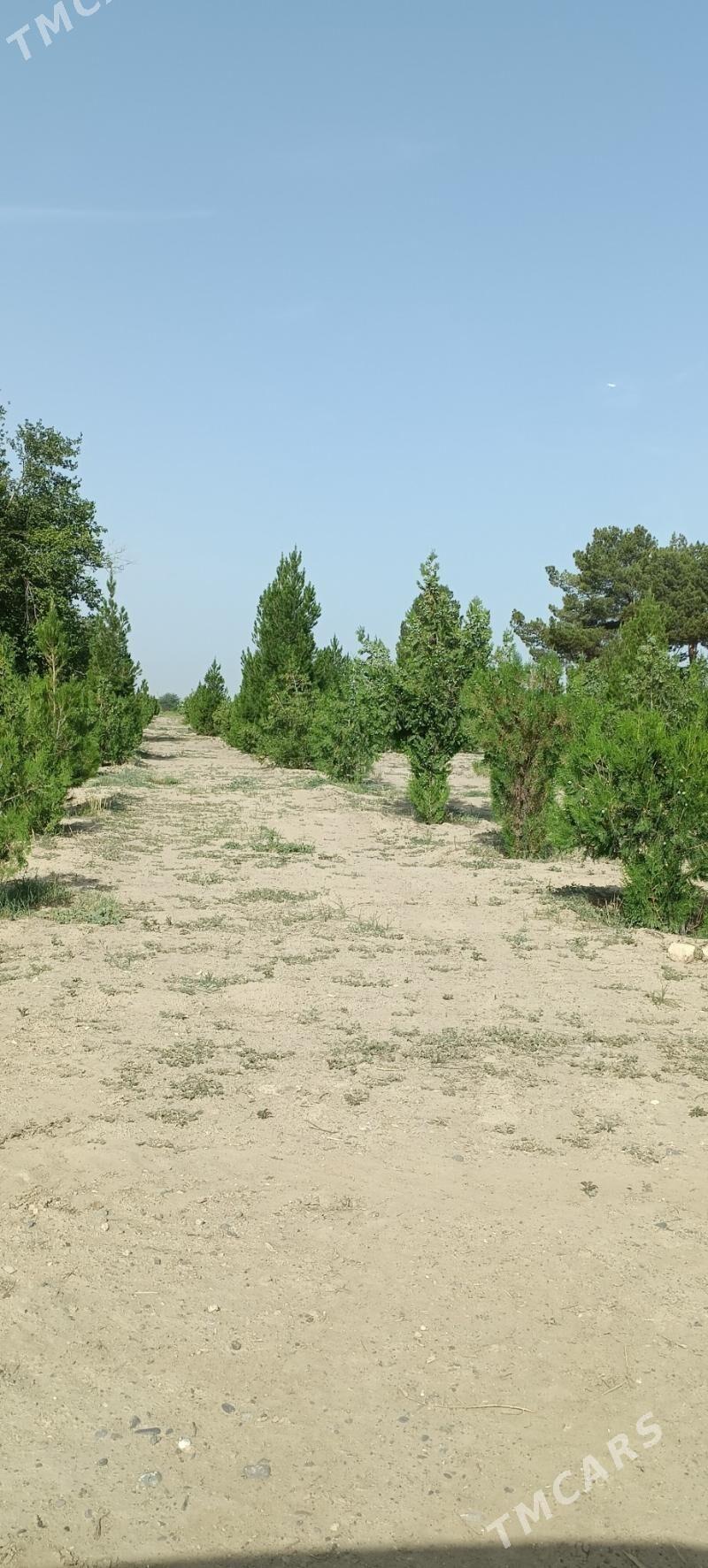 iśgâr gerek. - Ашхабад - img 1