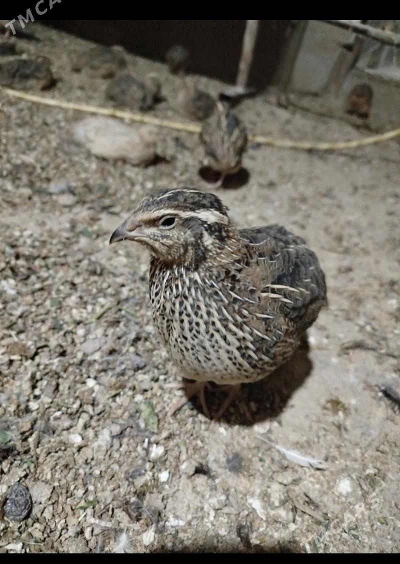 Bedene - Herrikgala - img 1