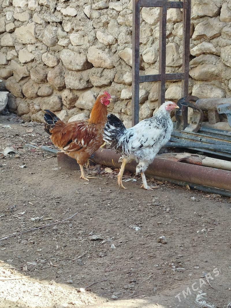 horaz - Джебел - img 1