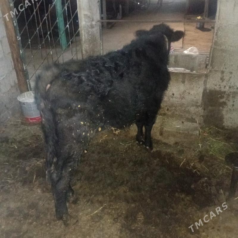 okuz - Ашхабад - img 1