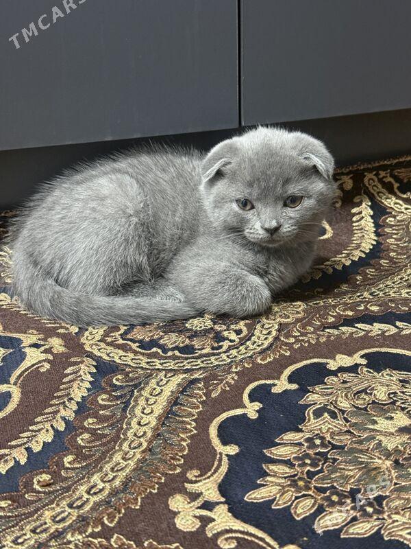 sotlan pisijek - Ашхабад - img 1