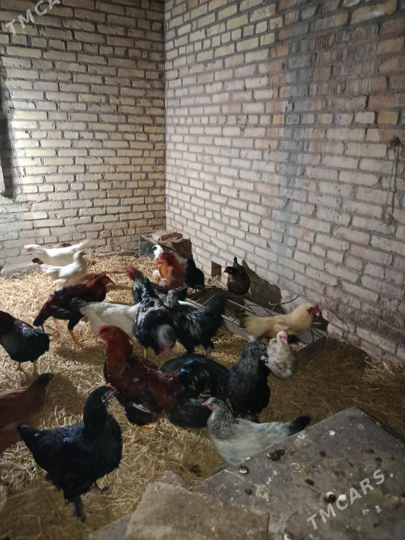 mesni horazlar - Чарджоу - img 1