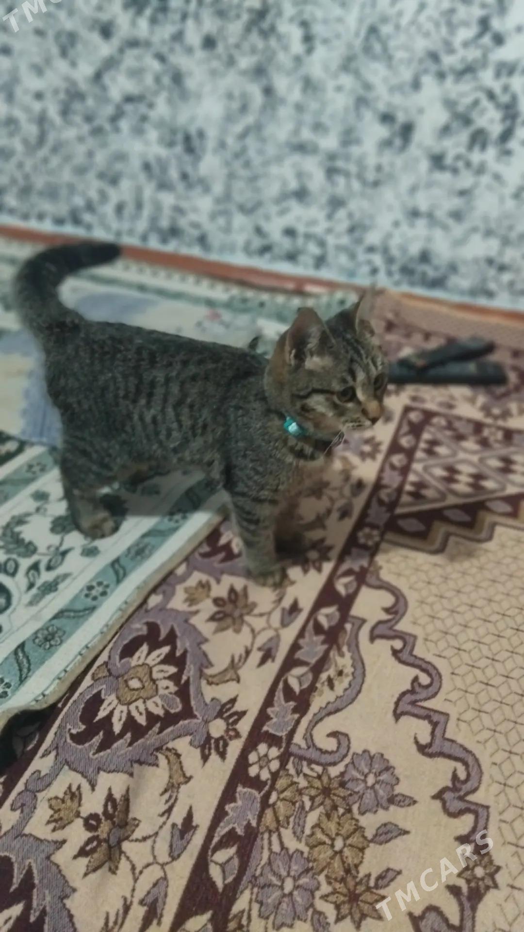 Oydeci pisik - Aşgabat - img 1