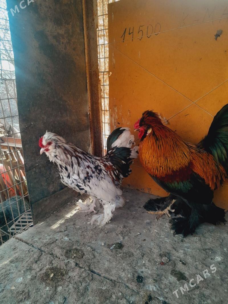 Karlik horaz - Саят - img 1